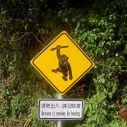 Monkey Sign Shamaoshan (Large)